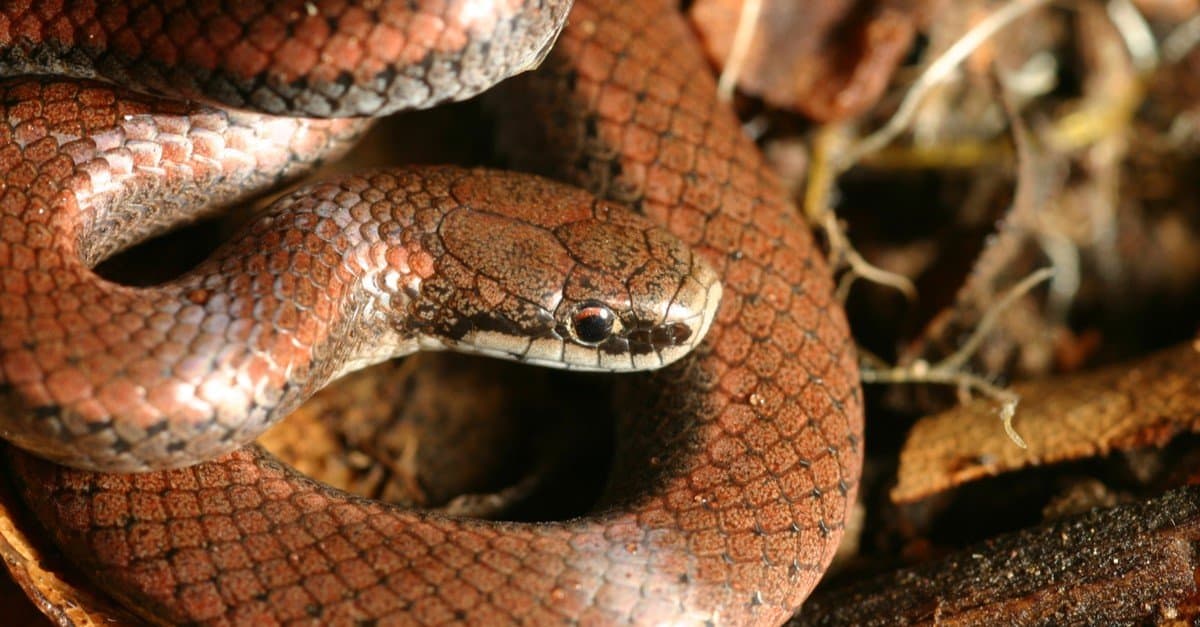 Serpenti velenosi (velenosi) in Oregon