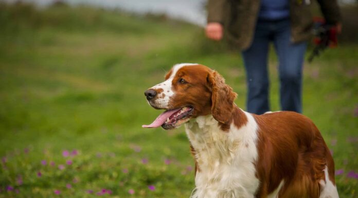 Springer Spaniel gallese
