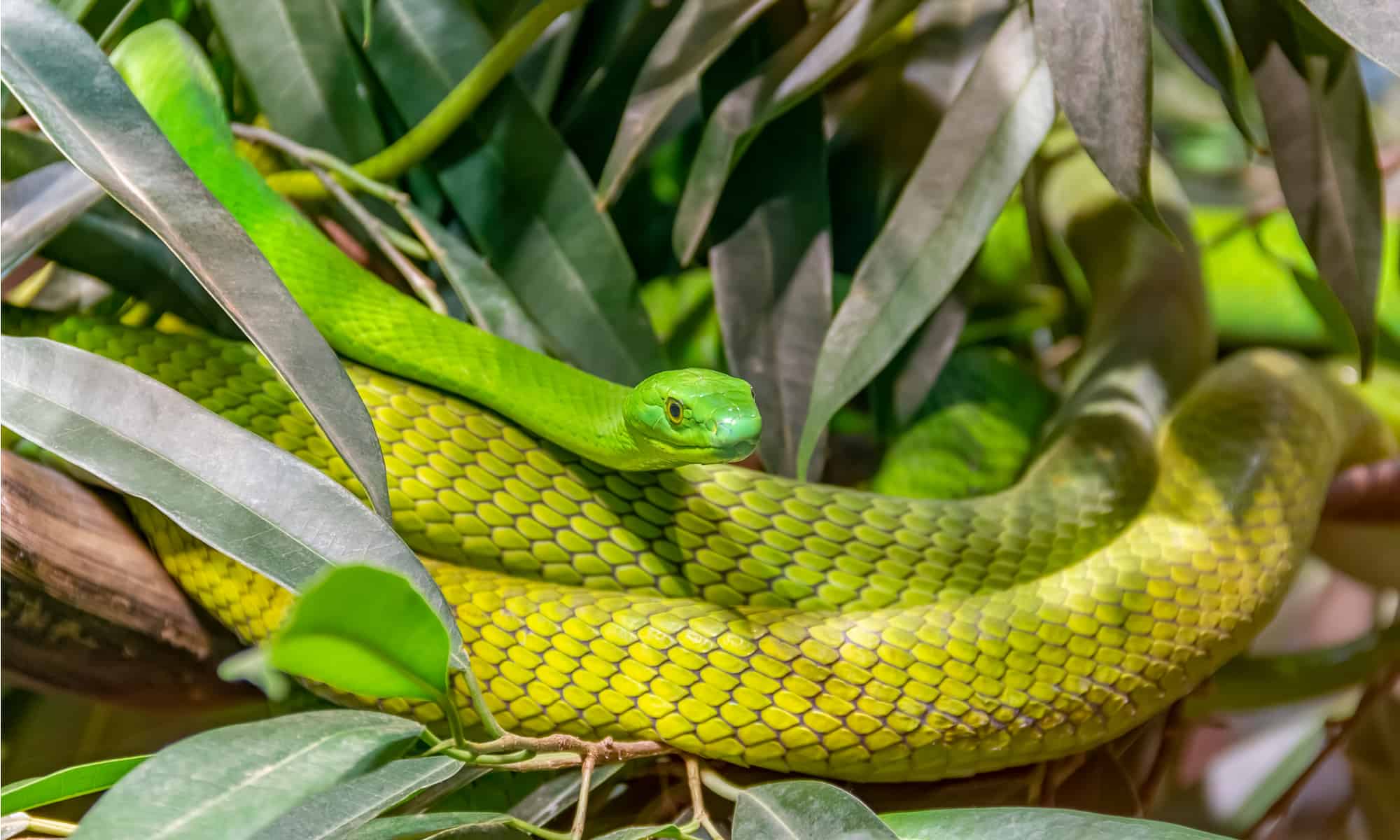 Western Green Mamba