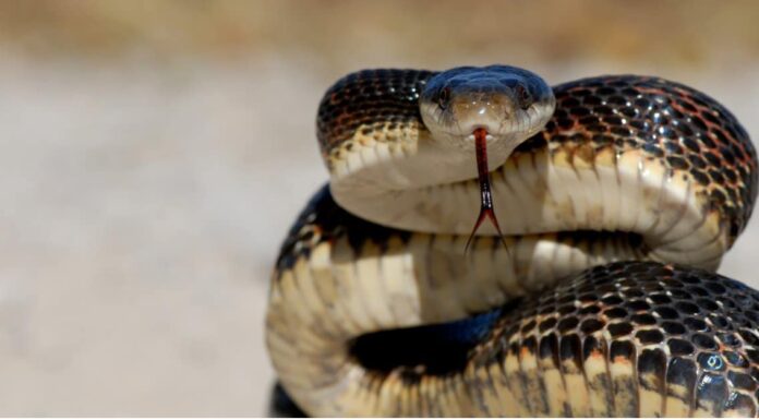Western rat snake