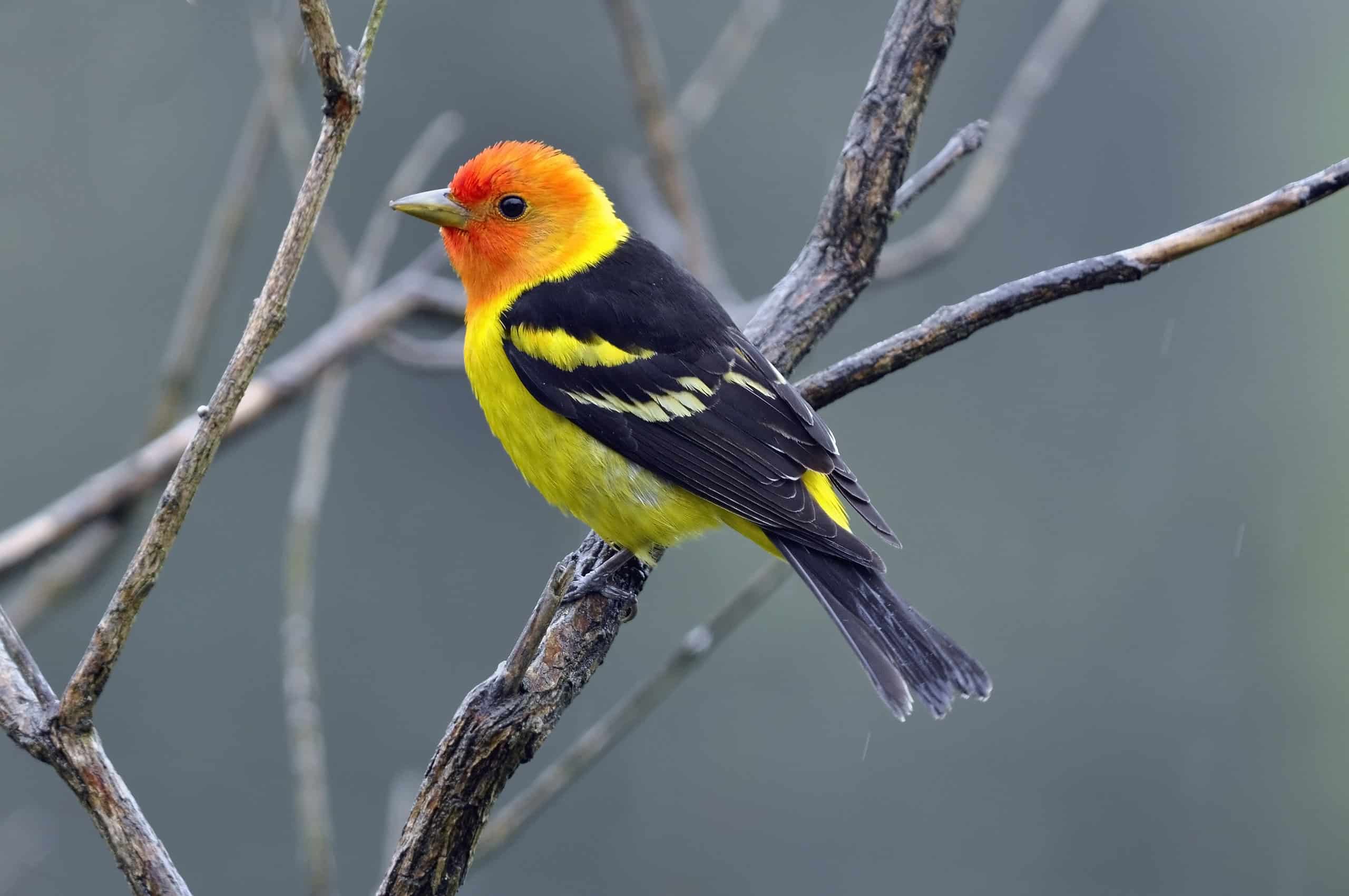 tanager occidentale