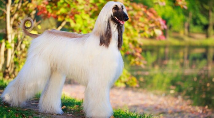 Scopri le 10 razze di cani a pelo più lungo
