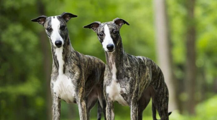 Whippet
