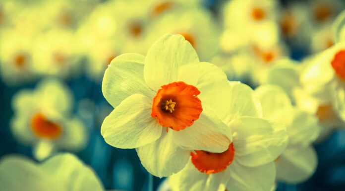 15 migliori fiori perenni all'aperto
