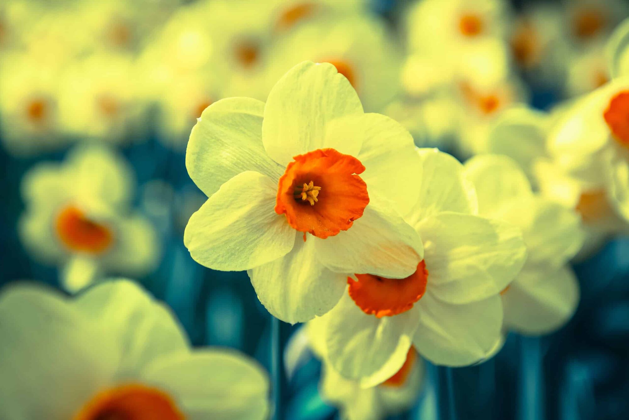 15 migliori fiori perenni all'aperto