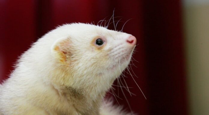 Furetto Bianco / Furetti Albini
