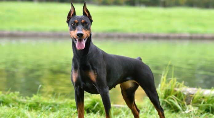 Manchester Terrier vs Dobermann

