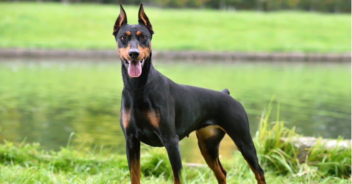 Manchester Terrier vs Dobermann