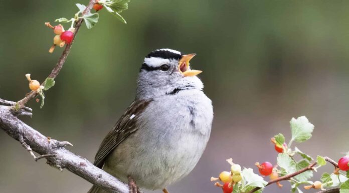 Passero dalla corona bianca
