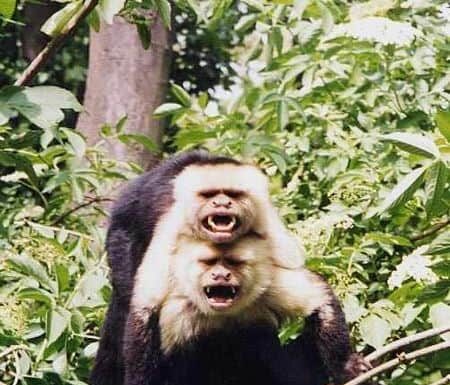 Cappuccino dalla faccia bianca
