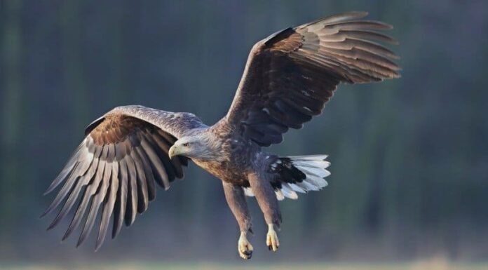Aquila dalla coda bianca
