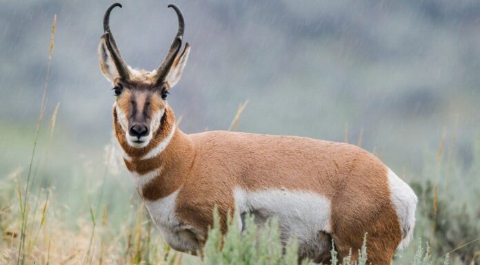 Pronghorn and calf at Custer State Park in the Black Hils of South Dakota.