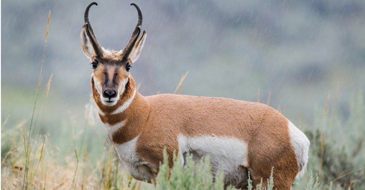 Pronghorn and calf at Custer State Park in the Black Hils of South Dakota.