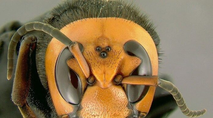 Largest Wasps - European Hornet
