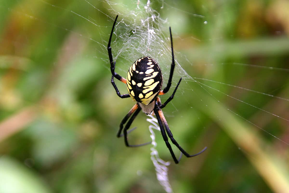 Spiders in Indiana - Star Bellied Orb Weaver Spider