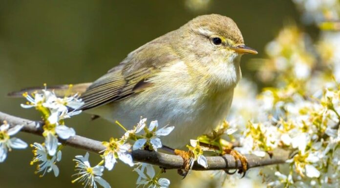Willow Warbler
