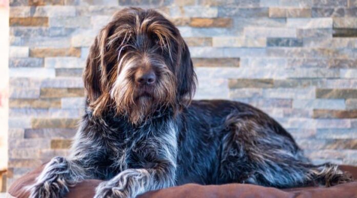 Grifone di punta a pelo duro
