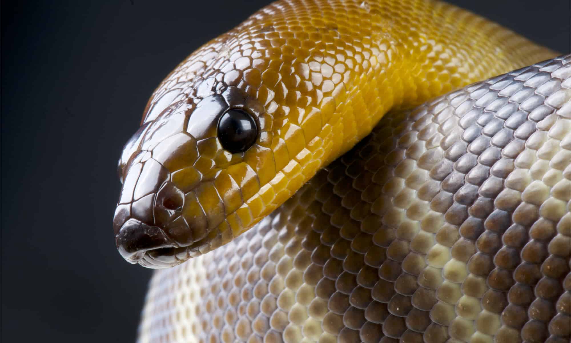 woma python on white background