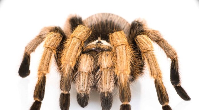 5 dei più grandi ragni in Arizona
