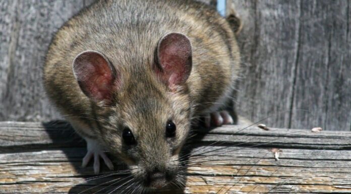 Woodrat
