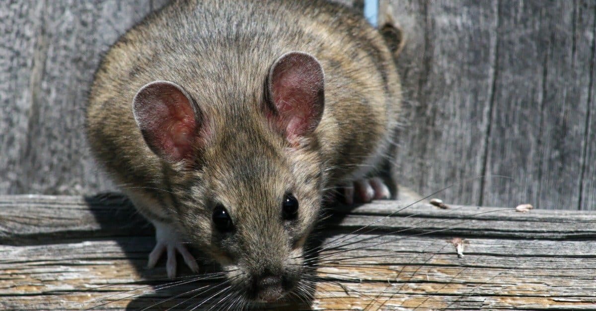 Woodrat