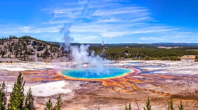Scopri l'animale più grande che abbia mai vagato nel Parco Nazionale di Yellowstone

