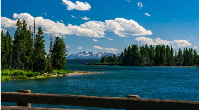 12 pesci che vivono nel Parco Nazionale di Yellowstone
