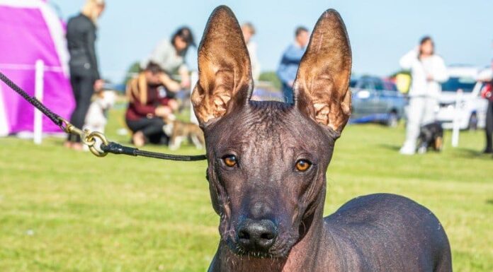 Xoloitzcuintli
