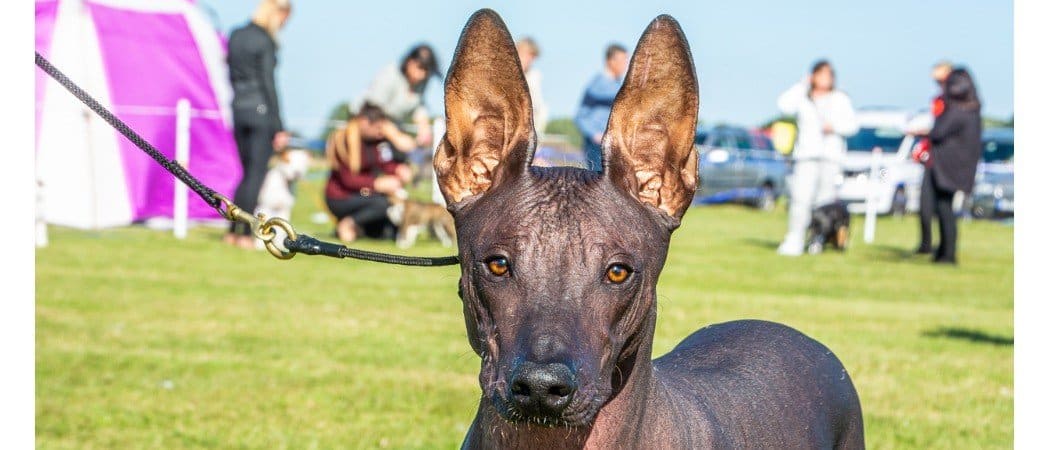 Xoloitzcuintli