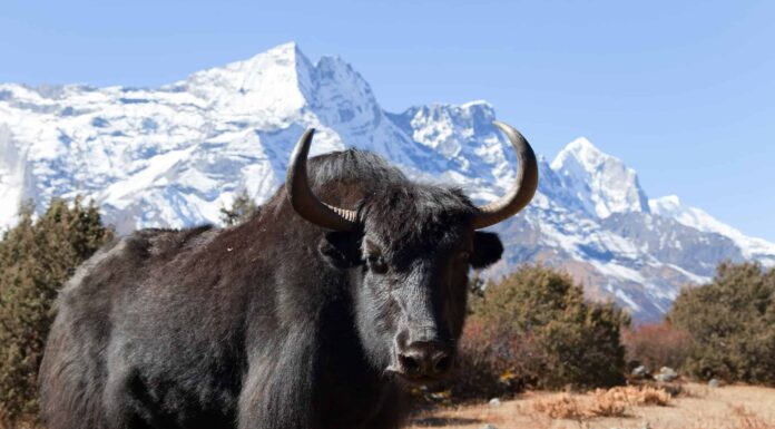 Yak
