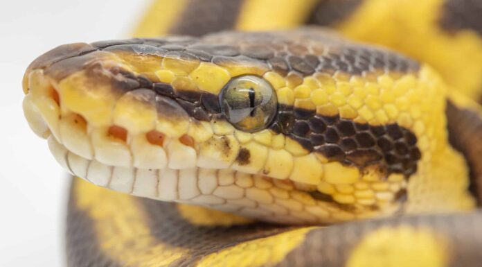 Pitone giallo della pancia
