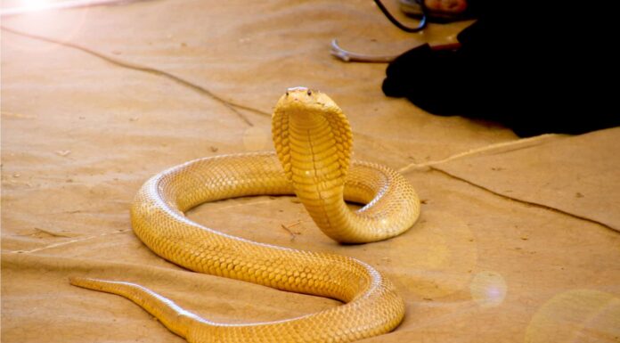 A Cape Cobra hunting for birds in a Sociable Weavers nest in the Kalahari, South Africa.