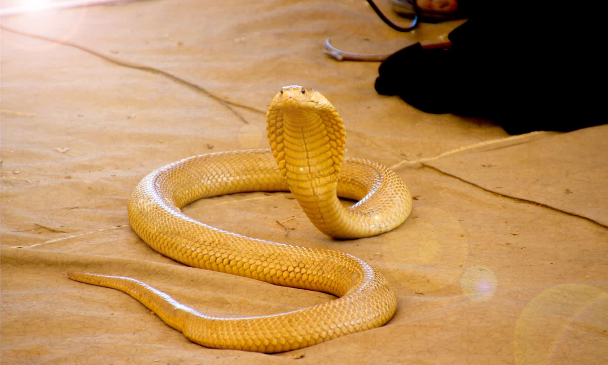A Cape Cobra hunting for birds in a Sociable Weavers nest in the Kalahari, South Africa.