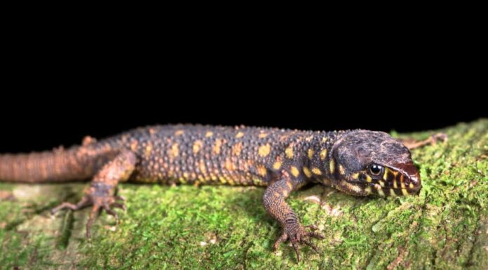 Lucertola maculata gialla
