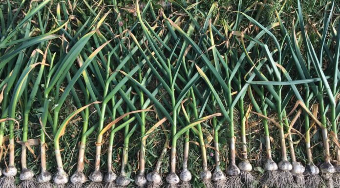 Hardneck vs Softneck Garlic