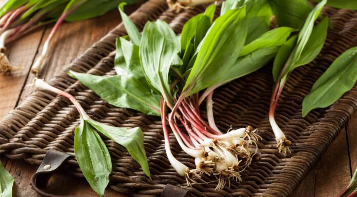 Wild Onion vs Wild Garlic