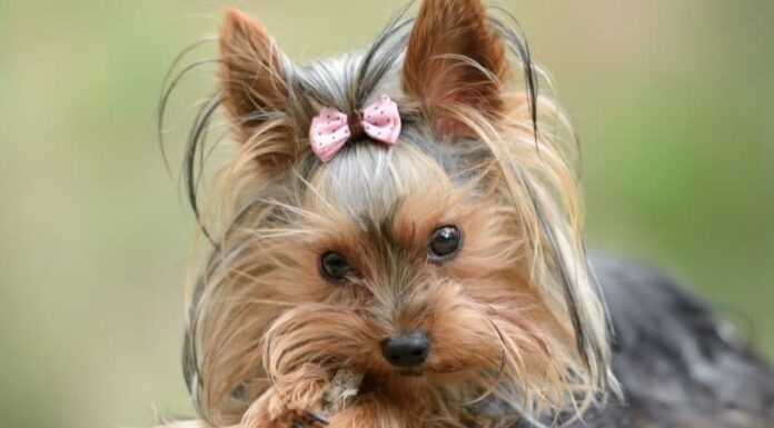 Yorkshire Terrier
