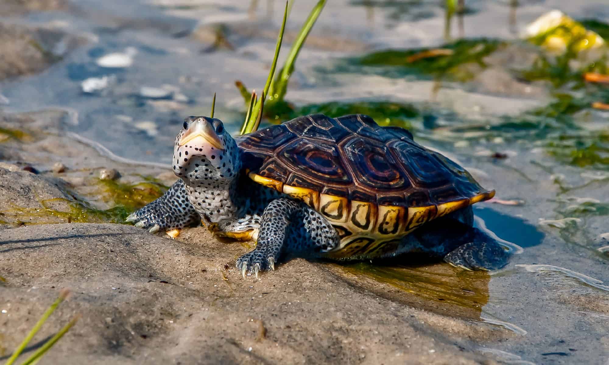 bog turtle