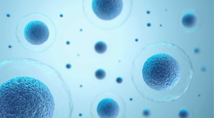 Qual è la cellula più grande del corpo umano?
