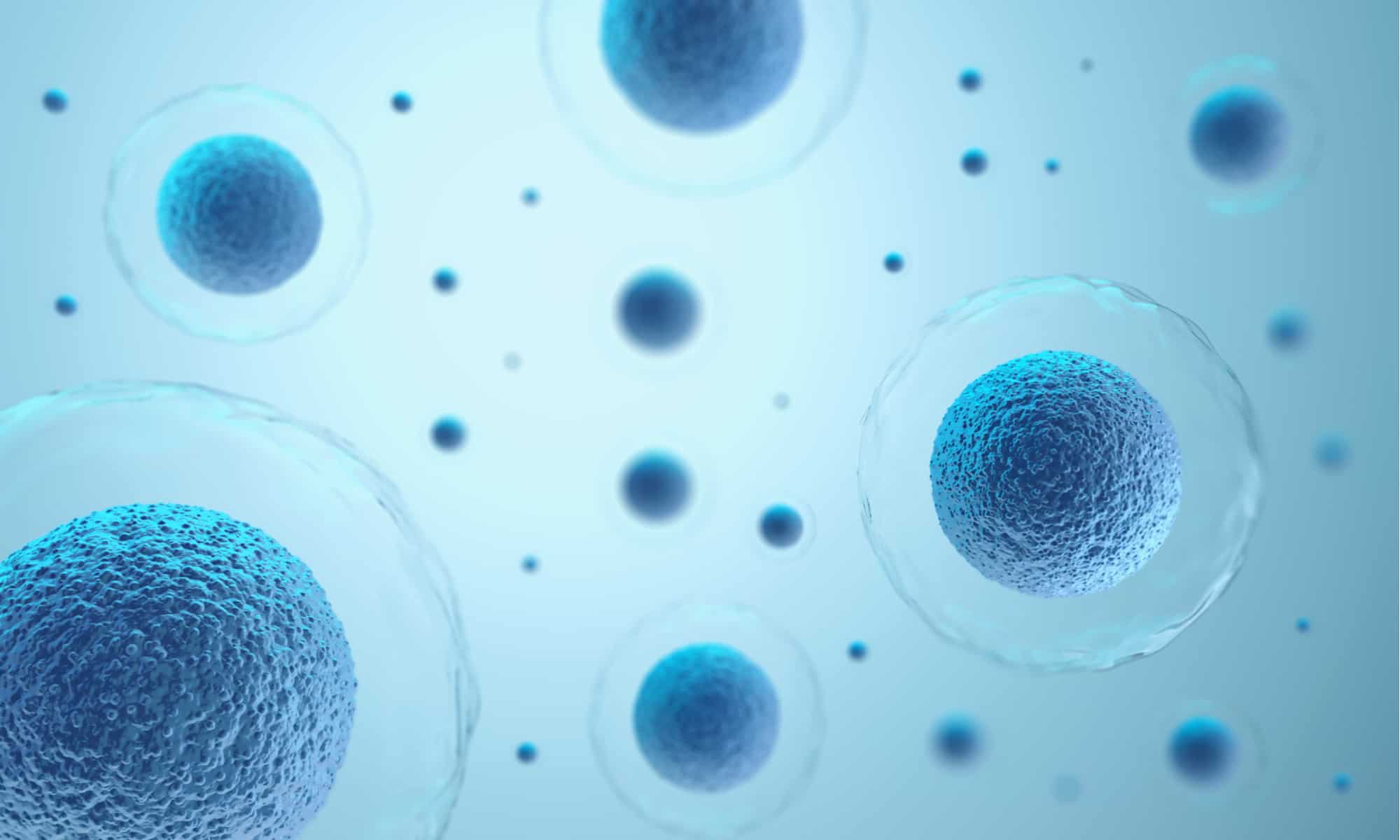 Qual è la cellula più grande del corpo umano?