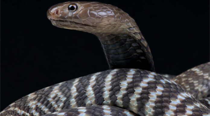 Cobra sputante zebra
