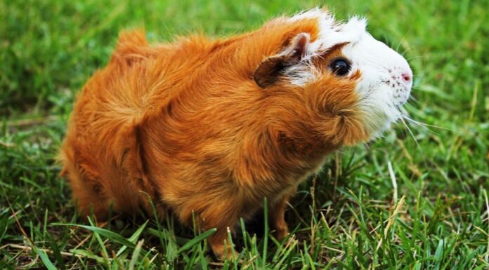 Cavia abissina
