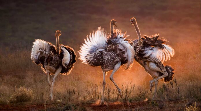 Cacca di struzzo: tutto ciò che avresti sempre voluto sapere
