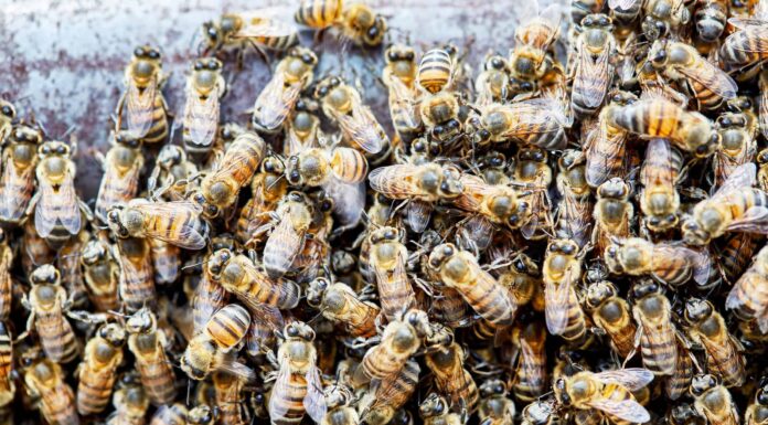 Ape africanizzata (ape assassina)
