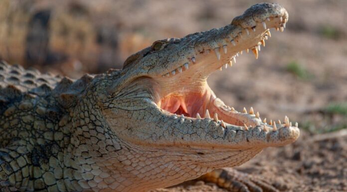 Cacca di coccodrillo: tutto ciò che avresti sempre voluto sapere
