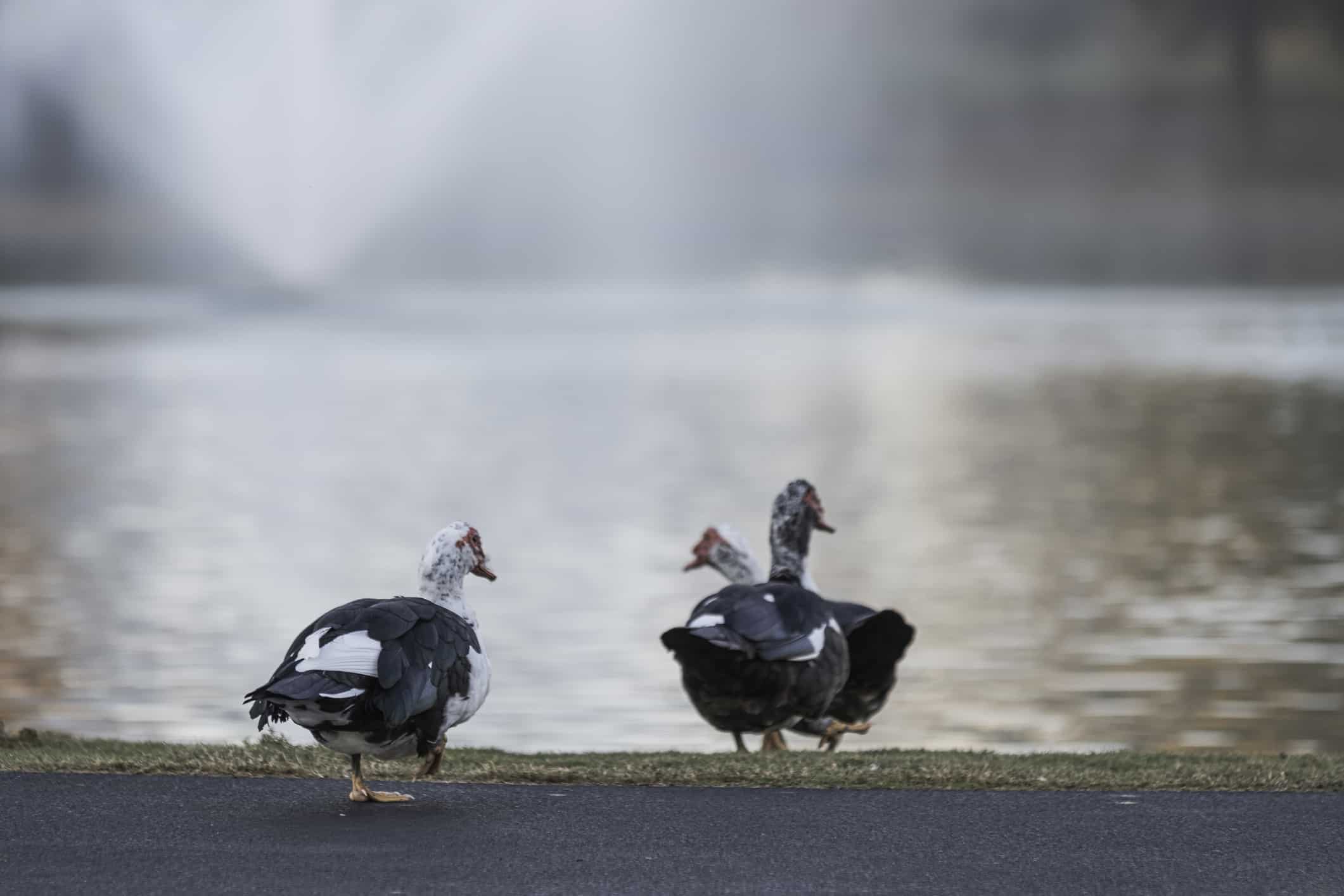 Maschio contro femmina anatra muta