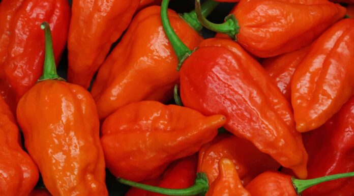 Ghost Pepper vs Carolina Reaper