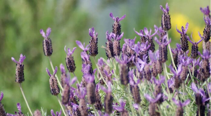 French Lavender vs English Lavender