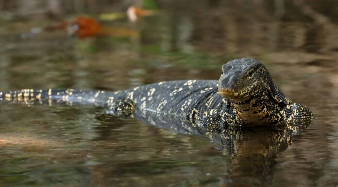 Monitor dell'acqua asiatico
