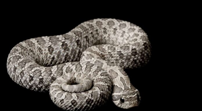 Pitone Palla Axanthic
